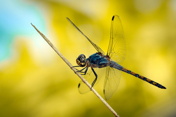 Image of Blue Chaser dragonfly(Potamarcha congner) on a branch on nature background. Insect. Animal