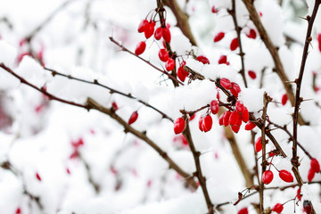 Berberis branch under heavy snow and ice.