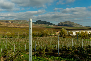 Fototapeta na wymiar Landscape with autumn vineyards. Distant mountains green meadow.