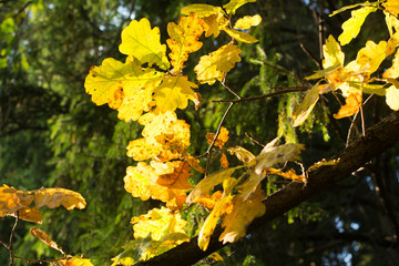 autumn foliage yellow