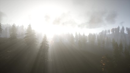 sun beams through trees at rock in mountains