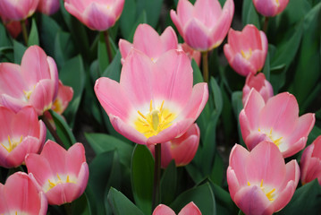 Obraz na płótnie Canvas Tulipa Light and Dreamy (Darwinhybrid Group) grown in flowerbed. Spring time in Netherlands. 
