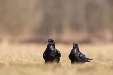 Birds - flying Black Common raven (Corvus corax)