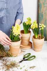 Woman working with yellow hyacinth flowers. Potting plants in spring