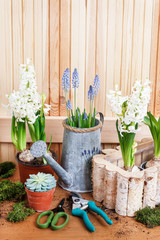 Florist workplace: potting spring flowers.
