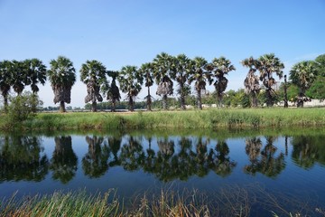 Palm trees are perennial plants standing.