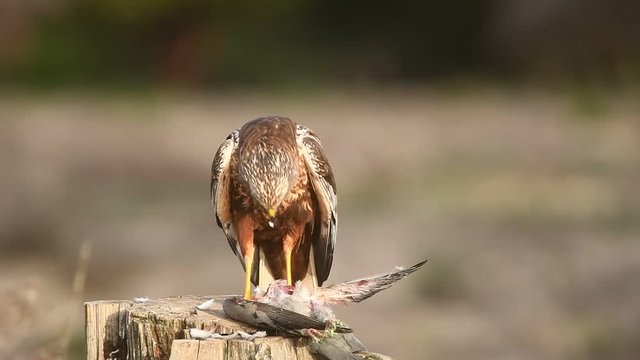 Aguillucho lagunero macho con una presa
