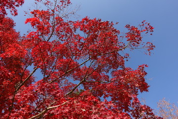日本の美しい紅葉