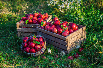  Ripe apples in a box. Harvesting apples