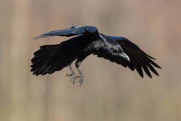 Birds - flying Black Common raven (Corvus corax)