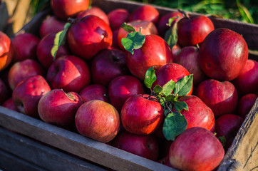 Ripe apples close up. Harvesting apples