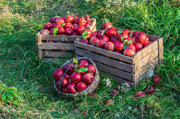  Ripe apples in a box. Harvesting apples