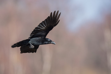 Birds - flying Black Common raven (Corvus corax)