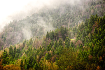 Nebel im Gebirgswald