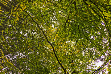 View of trees from inside a forest