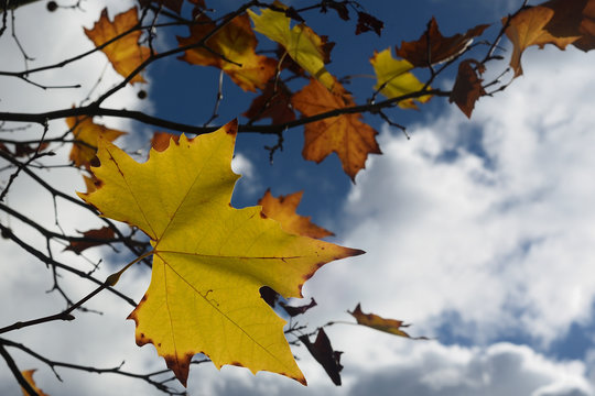 Hojas De Los Colores Del Otoño De Plataneros Con Nubes En El Cielo Azul