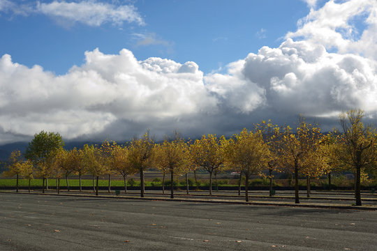 Hojas De Los Colores Del Otoño De Plataneros Con Nubes En El Cielo Azul