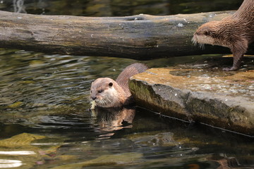 A cute Asian small-clawed otter eating some spiece of meal on lunch or dinner in the water. She has...