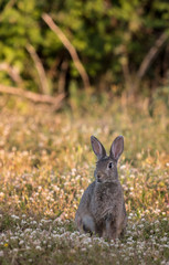 Lapin de garenne  © Sebastien Barrio