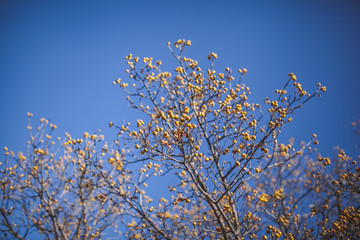 Crataegus, Hawthorn tree in the fall