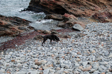 Photograph of a beautiful landscape of a rocky beach with a dog walking in Menorca.
