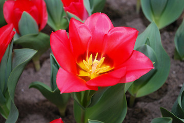 Tulip Portland (Greigii Group) grown in flowerbed. Spring time in Netherlands. 