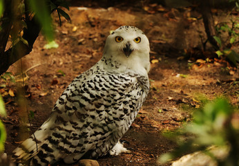 A beautiful Snowy owl sitting on the ground between branches of deciduous trees. A owl looking on the camera. She has white and black feathers