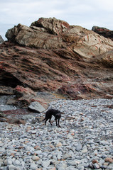 Photograph of a beautiful landscape of a rocky beach with a dog walking in Menorca.