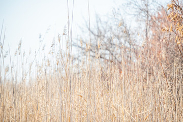 Obraz premium dry grass. autumn