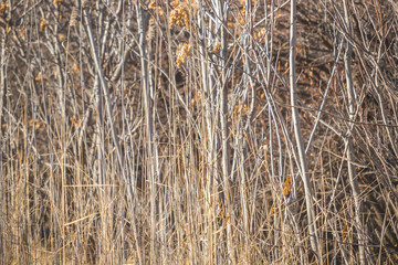 Fototapeta premium dry grass. autumn