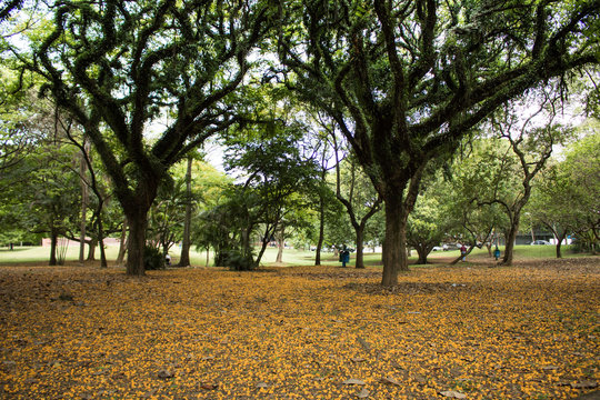 Parque Ibirapuera