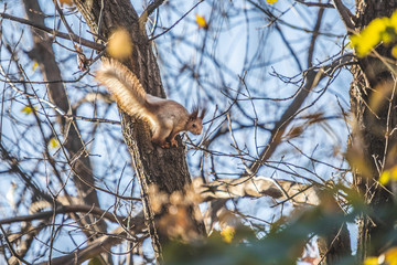 Naklejka na ściany i meble squirrel jumping on an autumn tree