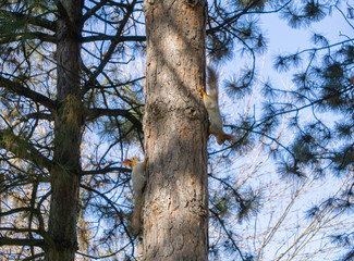 Fototapeta premium Two squirrels on a tree