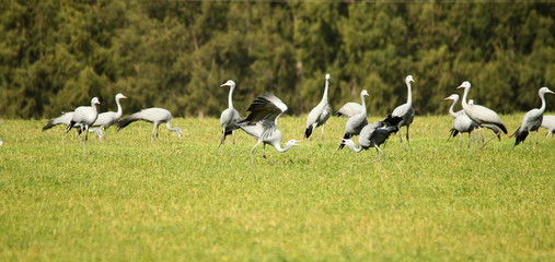 A flock of Blue Cranes standing in a lucerne field with two birds displaying in the foreground.