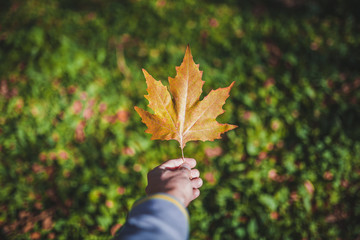 Autumn maple leaves in arm