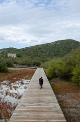 Landscape photography of one of the most beautiful beaches in Menorca with a dog running down the wooden path