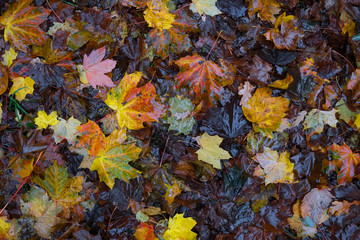 feuille automne saison pluie mouillé eau sol tomber triste nostalgie temps couleur matière fond texture