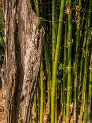 Dried tree and fresh bamboo on background.