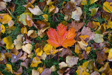 feuille automne saison pluie mouillé eau sol tomber triste nostalgie temps couleur matière fond texture