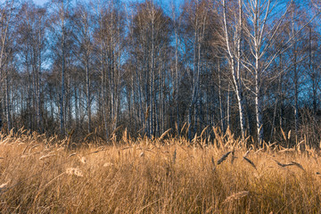 Fototapeta premium Birchwood - beautiful autumn landscape with yellow dry grass