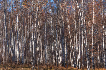 Birch Grove - beautiful natural background, winter, autumn