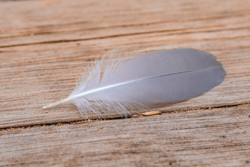 Seagull feather on wooden background close up - macro