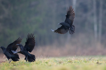 Birds - flying Black Common raven (Corvus corax)