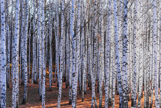 Fototapeta Birch Grove - beautiful natural background, winter, autumn