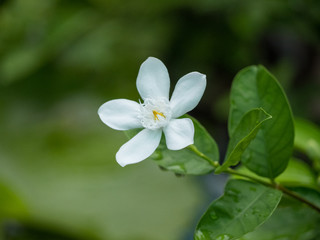 The indrajao flower.