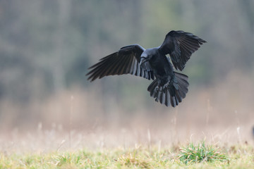 Birds - flying Black Common raven (Corvus corax)