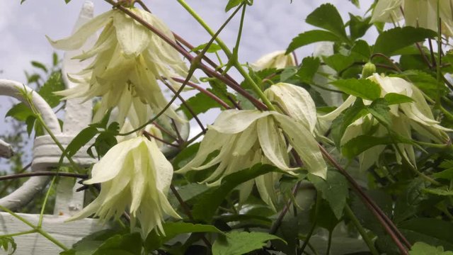 Flowering clematis. Chafer on a flower.
