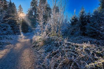 Wintermorgen im Wald