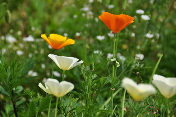 wildflower meadow in garden