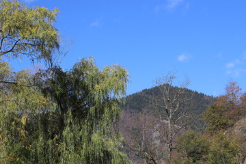 Fototapeta premium Hills and trees